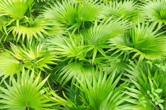 Saw Palmetto Extract