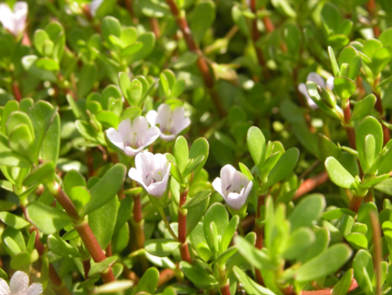 Mediterranean Wild Thyme