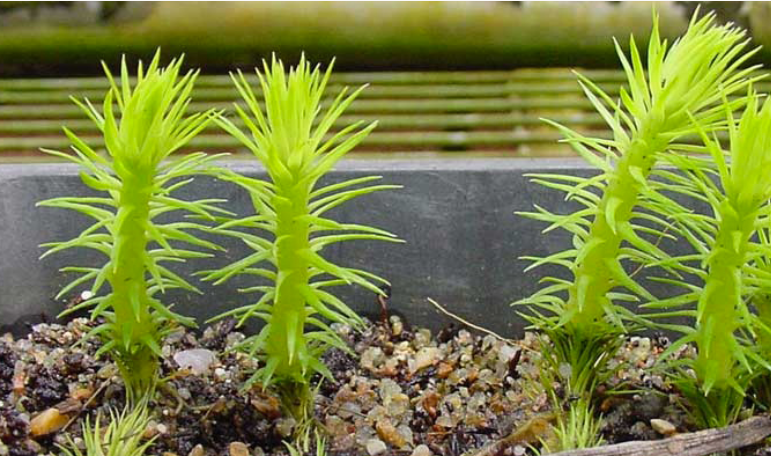 Australian Outback Tea Tree Oil