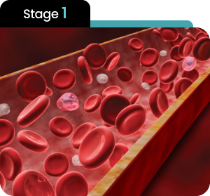 Stage 1 — eNOS Reactivation