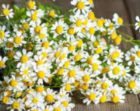 Feverfew
