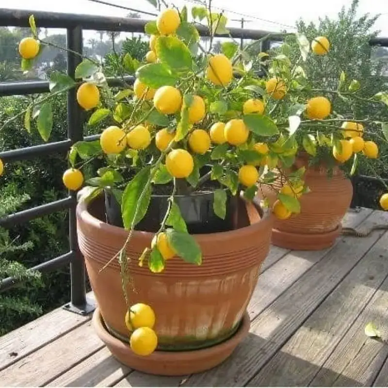 Limoeiro em vaso - Resultado real