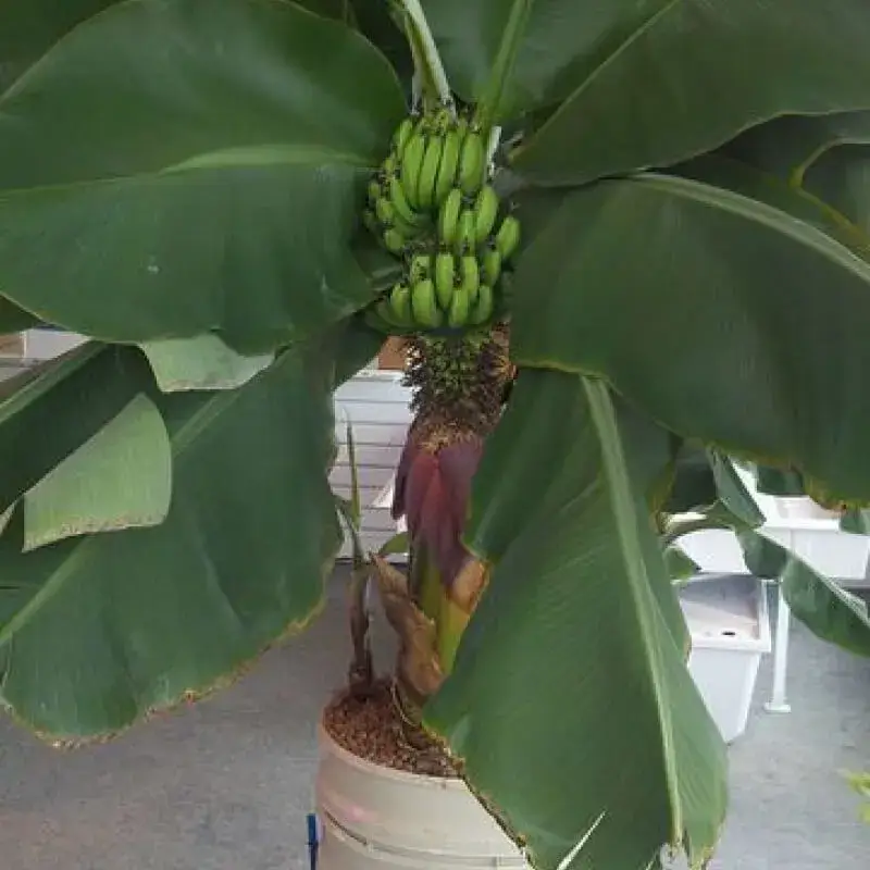 Bananeira produzindo - Resultado real