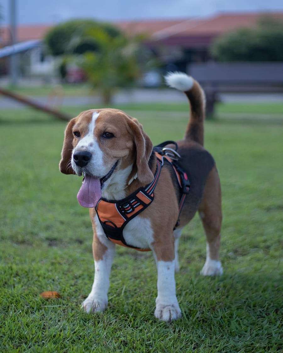 Foto com preset aplicado