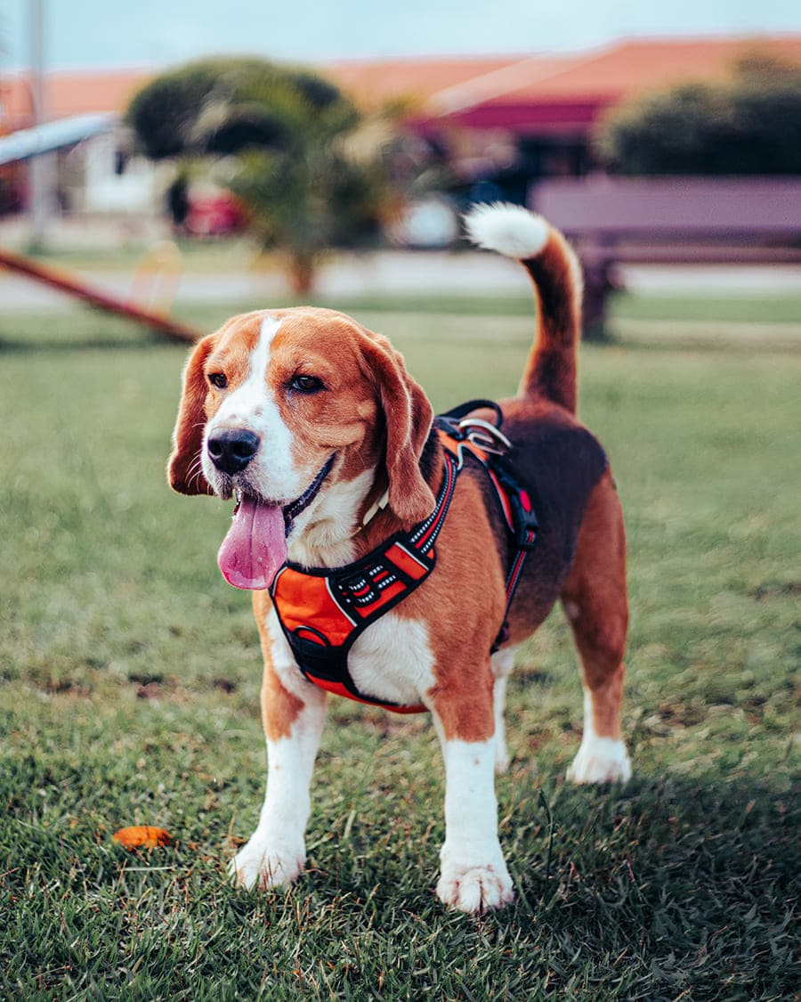 Foto original (antes)